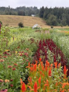 Fawn Lily Farm - Field of Flowers