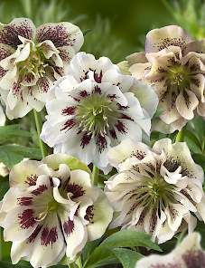 Helebore - Oregon Flower Growers Association