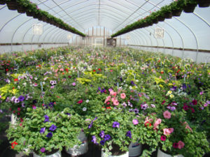Trapold Greenhouses - Oregon Flower Growers Association