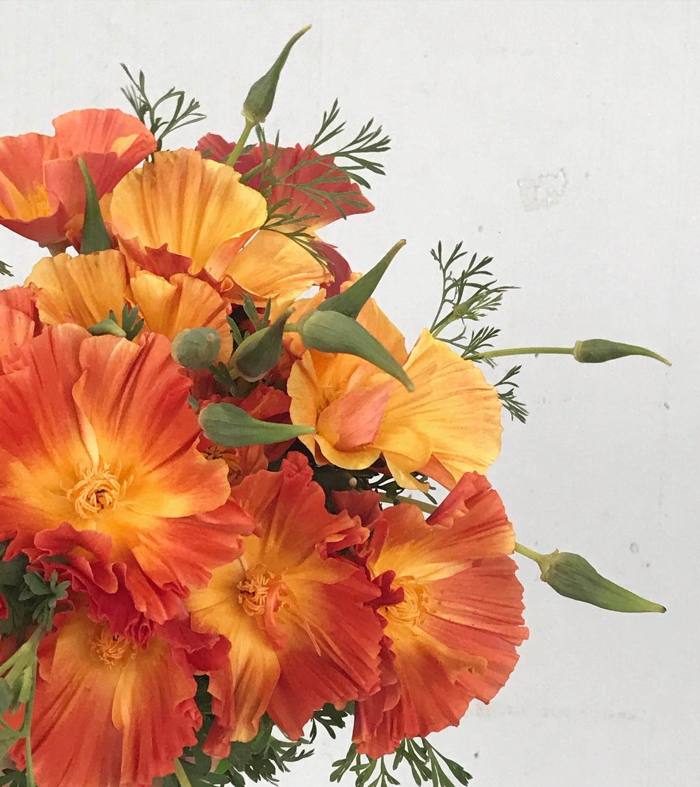 Oregon Flower Growers Association