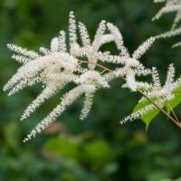 Astilbe_Hostas_and_More