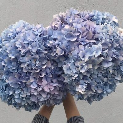 Hydrangea Hydrangea
