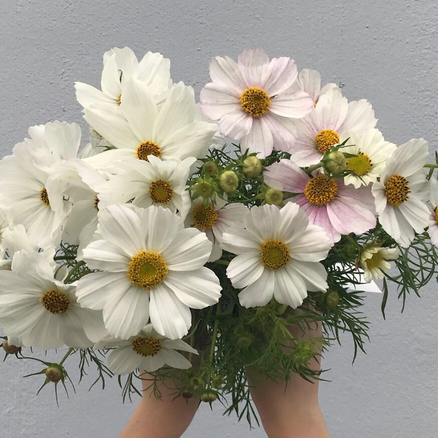 cosmos Cosmos-OFGA
