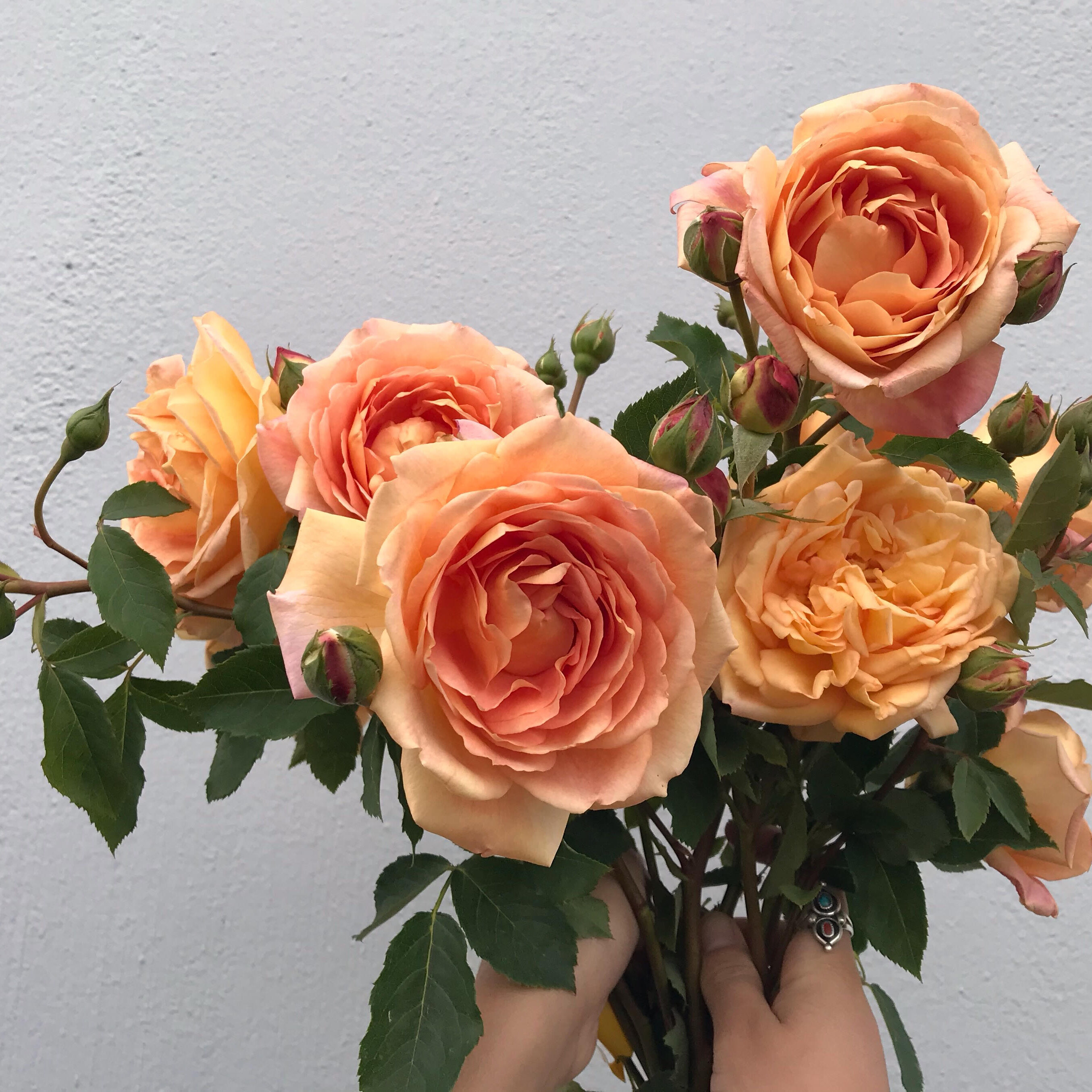 garden_rose Garden-Rose-Oregon-Flower-Growers